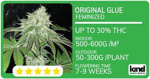 The Importance of Family Seed in Cannabis Cultivation The Importance of Family Seed in Cannabis Cultivation