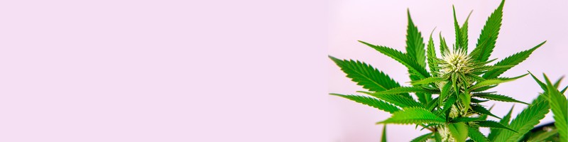 The Importance of Family Seed in Cannabis Cultivation The Importance of Family Seed in Cannabis Cultivation