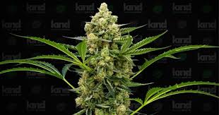 Understanding the Unique Properties of Orange Weed Understanding the Unique Properties of Orange Weed