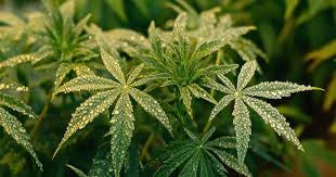 Understanding the Unique Properties of Orange Weed Understanding the Unique Properties of Orange Weed